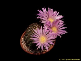 Echinocereus pulchellus v. weinbergii 1521